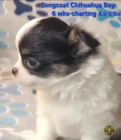 AKC Longcoat Chihuahua, black and white boy, a male Chihuahua for sale in Canton, TX – 5 of 8