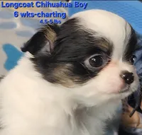 AKC Longcoat Chihuahua, black and white boy, a male Chihuahua for sale in Canton, TX – 6 of 8