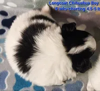 AKC Longcoat Chihuahua, black and white boy, a male Chihuahua for sale in Canton, TX – 3 of 8