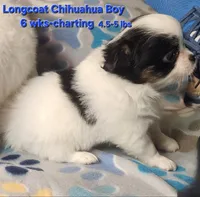 AKC Longcoat Chihuahua, black and white boy, a male Chihuahua for sale in Canton, TX – 4 of 8