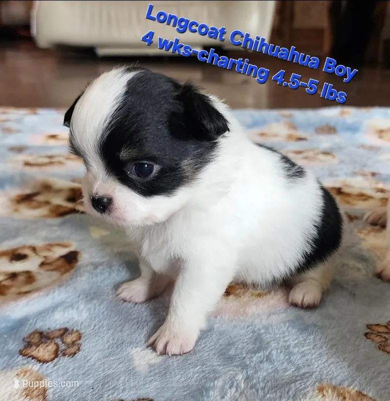 AKC Longcoat Chihuahua, black and white boy – Chihuahua puppy for sale in Canton, TX