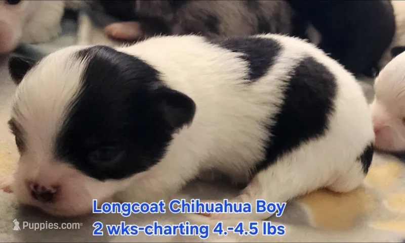 AKC Longcoat Chihuahua, black and white boy – Chihuahua puppy for sale in Canton, TX