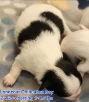 AKC Longcoat Chihuahua, black and white boy, a male Chihuahua for sale in Canton, TX – Photo 2 of 10