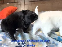 AKC Longcoat Chihuahua Blue Boy, a male Chihuahua for sale in Canton, TX – 7 of 10