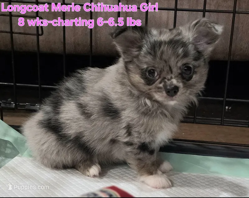 AKC Longcoat Chihuahua Merle Girl  – Chihuahua puppy for sale in Canton, TX