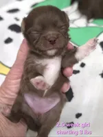 AKC LONGCOAT CHIHUAHUA PINK GIRL , a female Chihuahua for sale in Canton, TX – 10 of 10