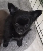 AKC Longcoat chihuahua boy , a male Chihuahua for sale in Canton, TX – 5 of 9