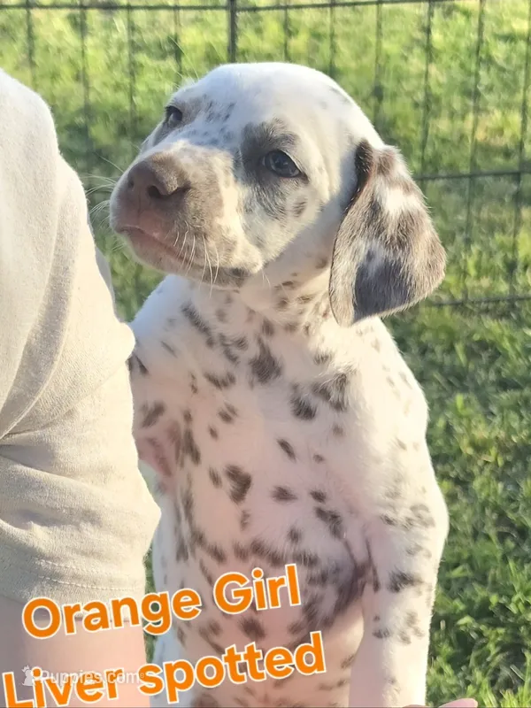 Dalmatian Orange Liver spotted Girl, Lua  – Dalmatian puppy for sale in Canton, TX