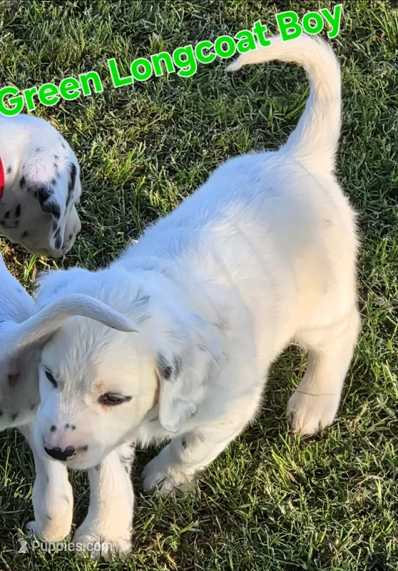 Dalmatian Longcoat Lua Green Boy – Dalmatian puppy for sale in Canton, TX