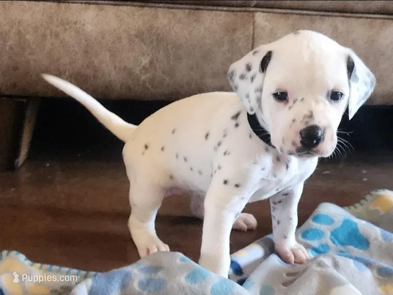 Dalmatian Black Girl, Lua  – Dalmatian puppy for sale in Canton, TX