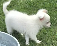 AKC Longcoat Chihuahua Boy, a male Chihuahua for sale in Canton, TX – 2 of 8