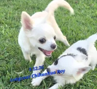 AKC Longcoat Chihuahua Boy, a male Chihuahua for sale in Canton, TX – 8 of 8