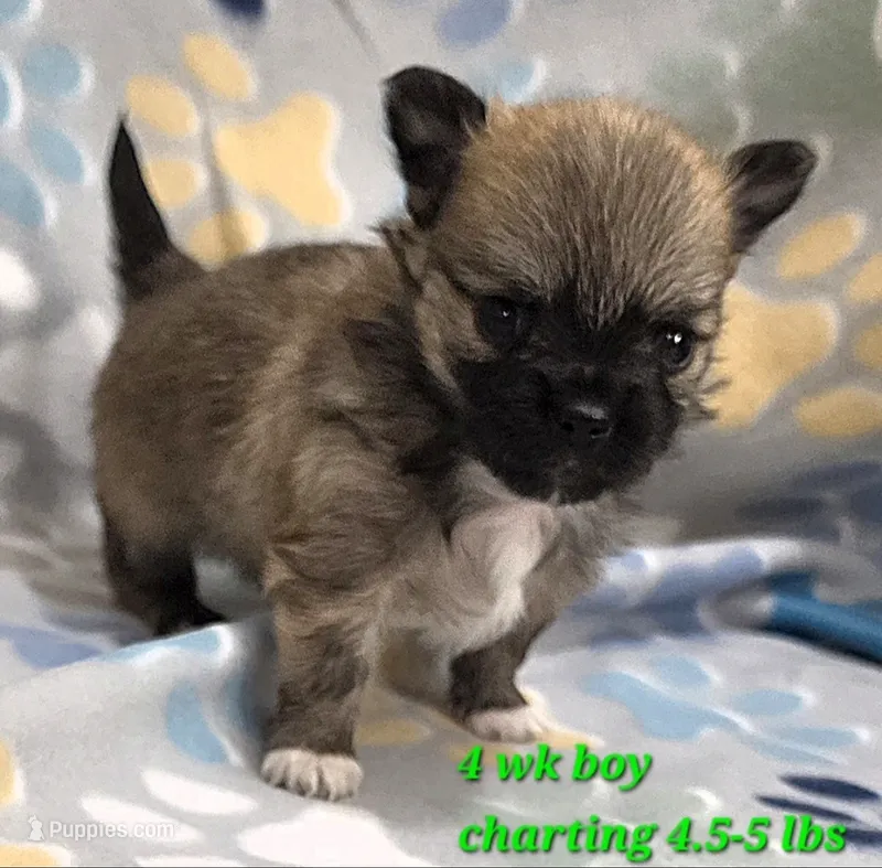 AKC LONGCOAT CHIHUAHUA GREEN BOY – Chihuahua puppy for sale in Canton, TX