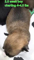 AKC LONGCOAT CHIHUAHUA GREEN BOY, a male Chihuahua for sale in Canton, TX – 2 of 8