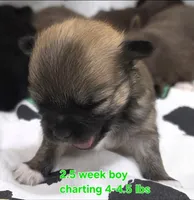 AKC LONGCOAT CHIHUAHUA GREEN BOY, a male Chihuahua for sale in Canton, TX – 3 of 8