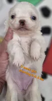 AKC Longcoat Thelma's Girl, a female Chihuahua for sale in Canton, TX – 6 of 10