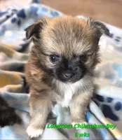 AKC LONGCOAT CHIHUAHUA GREEN BOY, a male Chihuahua for sale in Canton, TX – 1 of 10