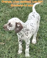 Dalmatian Orange Liver spotted Girl, Lua , a female Dalmatian for sale in Canton, TX – 6 of 10