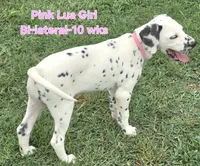 Dalmatian Pink Girl, Lua, a female Dalmatian for sale in Canton, TX – 5 of 10