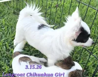 AKC Longcoat Chihuahua Girl , a female Chihuahua for sale in Canton, TX – 4 of 10