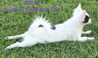 AKC Longcoat Chihuahua Girl , a female Chihuahua for sale in Canton, TX – 5 of 10