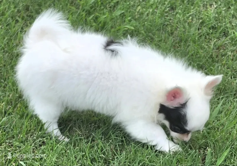 AKC Longcoat Chihuahua Girl  – Chihuahua puppy for sale in Canton, TX