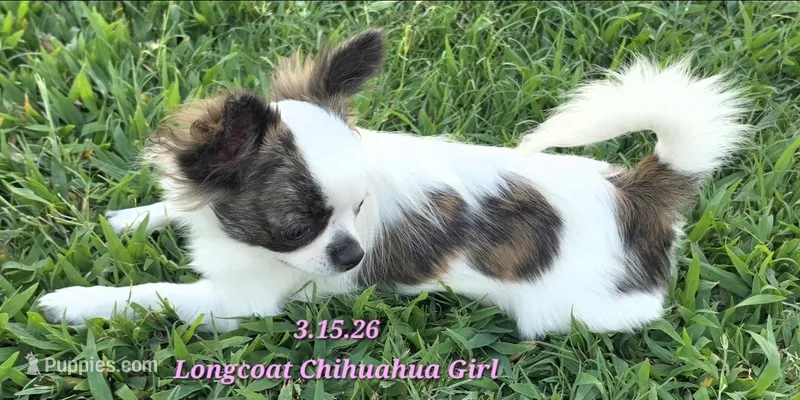 AKC Longcoat Girl Chihuahua  – Chihuahua puppy for sale in Canton, TX