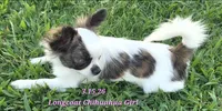 AKC Longcoat Girl Chihuahua , a female Chihuahua for sale in Canton, TX – 1 of 10