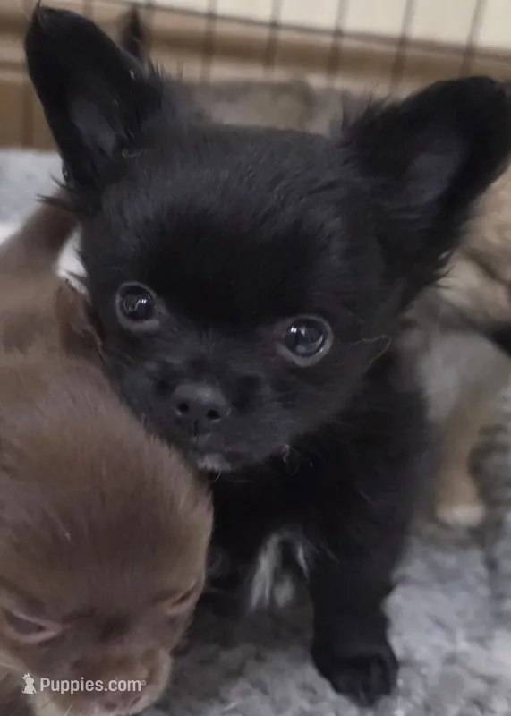 AKC Longcoat chihuahua boy  – Chihuahua puppy for sale in Canton, TX