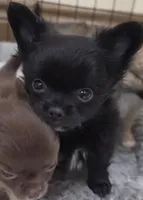 AKC Longcoat chihuahua boy , a male Chihuahua for sale in Canton, TX – 1 of 9