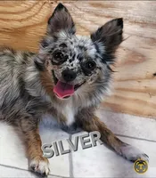 AKC Longcoat Chihuahua Girl 1, a female Chihuahua for sale in Canton, TX – Photo 6 of 10