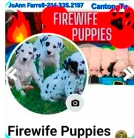 AKC Longcoat Chihuahua Girl 1, a female Chihuahua for sale in Canton, TX – Photo 8 of 10