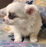 AKC Longcoat Chihuahua Girl 1, a female Chihuahua for sale in Canton, TX – 5 of 8