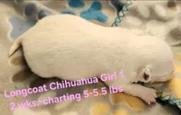 AKC Longcoat Chihuahua Girl 1, a female Chihuahua for sale in Canton, TX – Photo 5 of 10