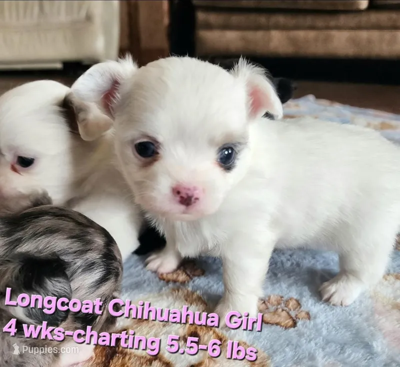 AKC Longcoat Chihuahua Girl 1 – Chihuahua puppy for sale in Canton, TX
