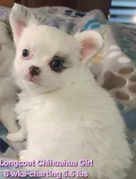 AKC Longcoat Chihuahua Girl 1, a female Chihuahua for sale in Canton, TX – 3 of 8
