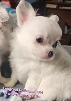 AKC Longcoat Chihuahua Girl 1, a female Chihuahua for sale in Canton, TX – 6 of 8