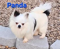 AKC Longcoat Chihuahua Girl 1, a female Chihuahua for sale in Canton, TX – Photo 7 of 10