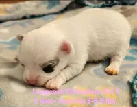 AKC Longcoat Chihuahua Girl 1, a female Chihuahua for sale in Canton, TX – Photo 4 of 10