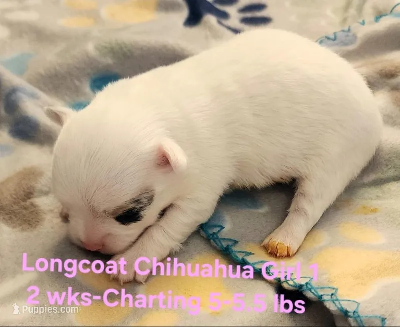 AKC Longcoat Chihuahua Girl 1 – Chihuahua puppy for sale in Canton, TX