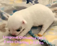AKC Longcoat Chihuahua Girl 1, a female Chihuahua for sale in Canton, TX – Photo 1 of 10