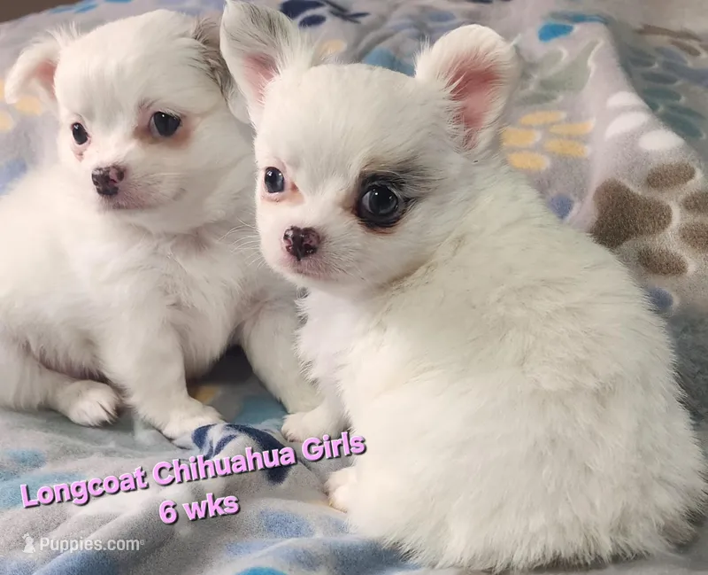 AKC Longcoat Chihuahua Girl 1 – Chihuahua puppy for sale in Canton, TX