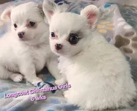 AKC Longcoat Chihuahua Girl 1, a female Chihuahua for sale in Canton, TX – 1 of 8