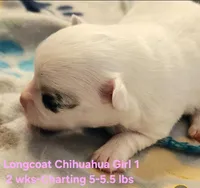 AKC Longcoat Chihuahua Girl 1, a female Chihuahua for sale in Canton, TX – Photo 2 of 10