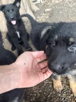 Lady, a female German Shepherd Dog for sale in Pulaski, PA – 1 of 2