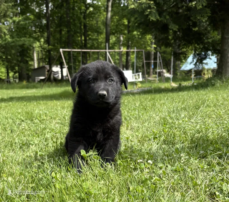 Kayla  – German Shepherd Dog puppy for sale in Pulaski, PA