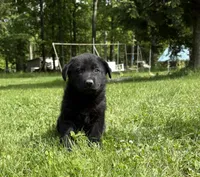 Kayla , a female German Shepherd Dog for sale in Pulaski, PA – 1 of 2