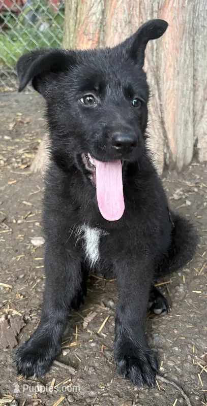 Midnight – German Shepherd Dog puppy for sale in Pulaski, PA