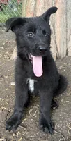 Midnight, a female German Shepherd Dog for sale in Pulaski, PA – 1 of 3