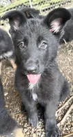 Midnight, a female German Shepherd Dog for sale in Pulaski, PA – 3 of 3